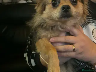 Chihuahua dogs Beautiful Female Merle Chihuahua - Advert 1