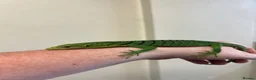 Monitor reptiles for sale: Emerald Tree Monitor - Varanus prasinus For Sale - Advert 2