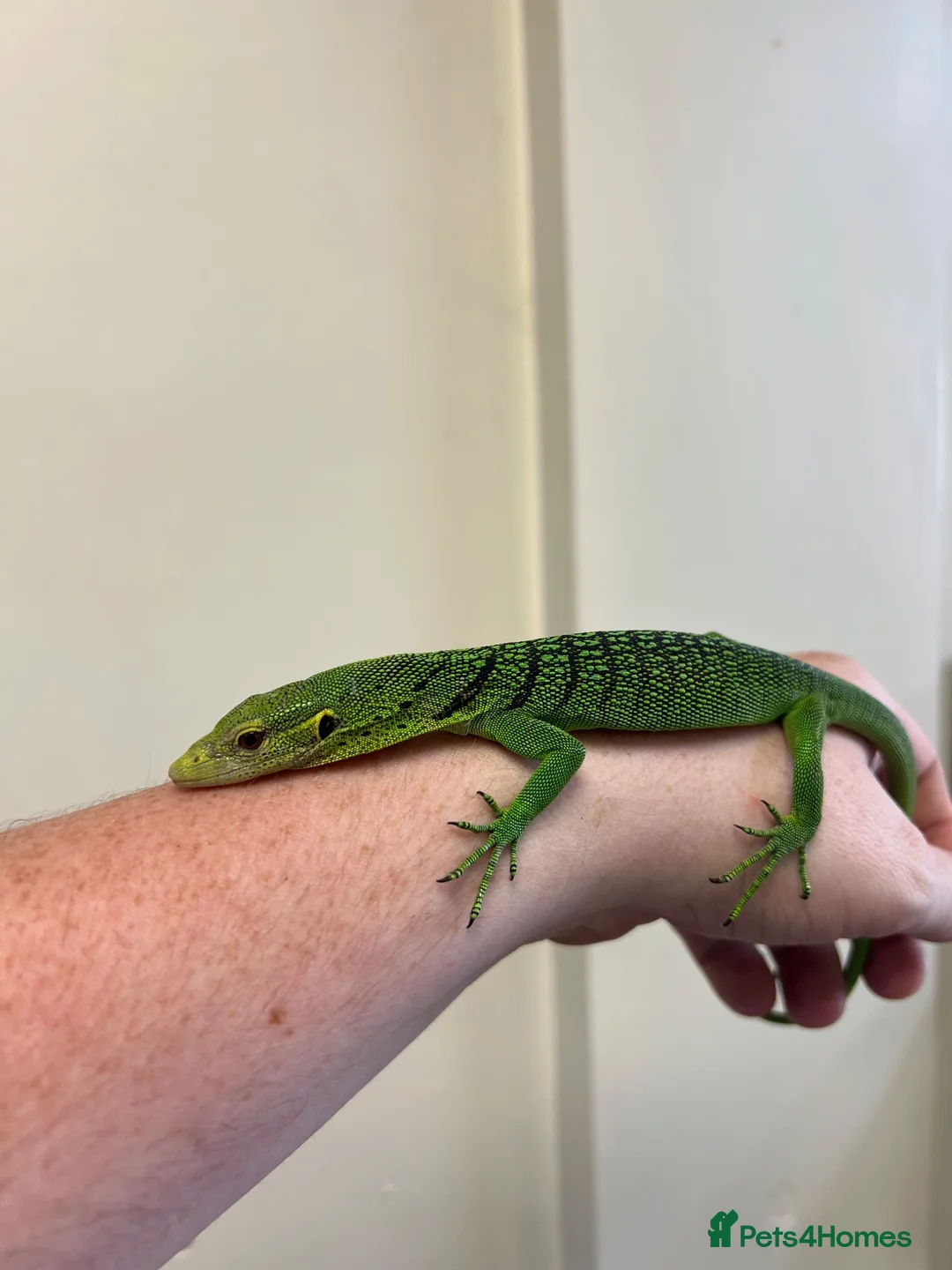 Monitor reptiles for sale: Emerald Tree Monitor - Varanus prasinus For Sale - Advert 2