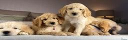 Goldendoodle dogs for sale: ABSOLUTELY GORGEOUS DOODLES  - Advert 1