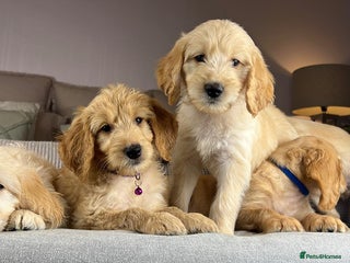 Goldendoodle dogs ABSOLUTELY GORGEOUS DOODLES - Advert 11