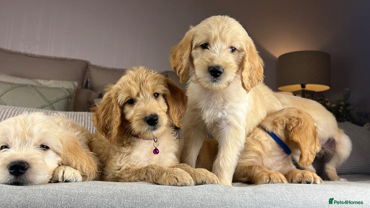 Goldendoodle dogs ABSOLUTELY GORGEOUS DOODLES - Advert 7