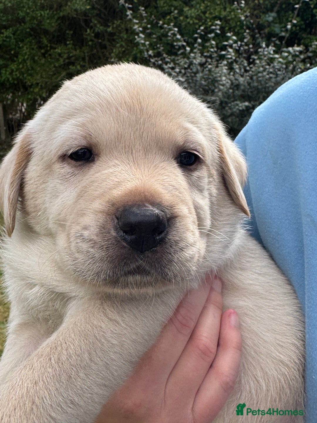 Labrador Retriever dogs for sale: Chunky KC reg Show line Champagnes boys  - Image 17