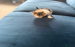 Mixed Breed cats for sale: 🐾 6 Kittens Looking for Forever Homes! 🐾 - Image 7