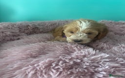 Cockapoo dogs for sale: Miniature cockapoo puppies - Image 6