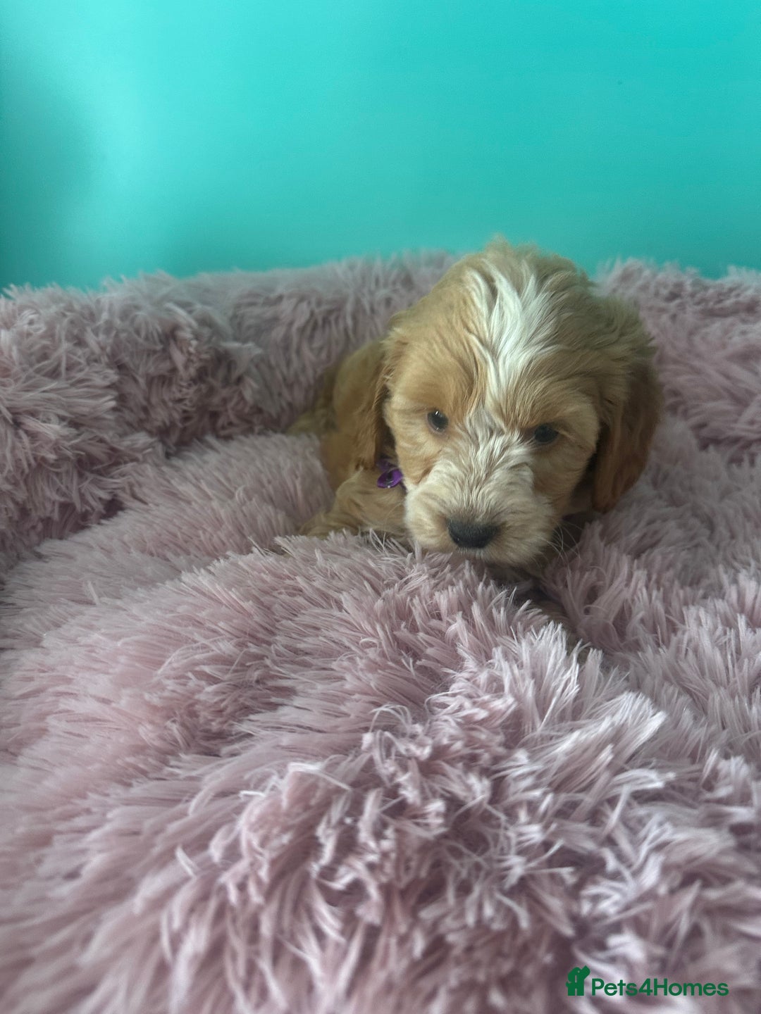Cockapoo dogs for sale: Miniature cockapoo puppies - Image 6