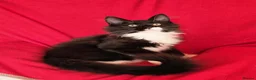 Maine Coon cats for sale: Ready Now,  BIG Maine Coon Boys - Advert 10