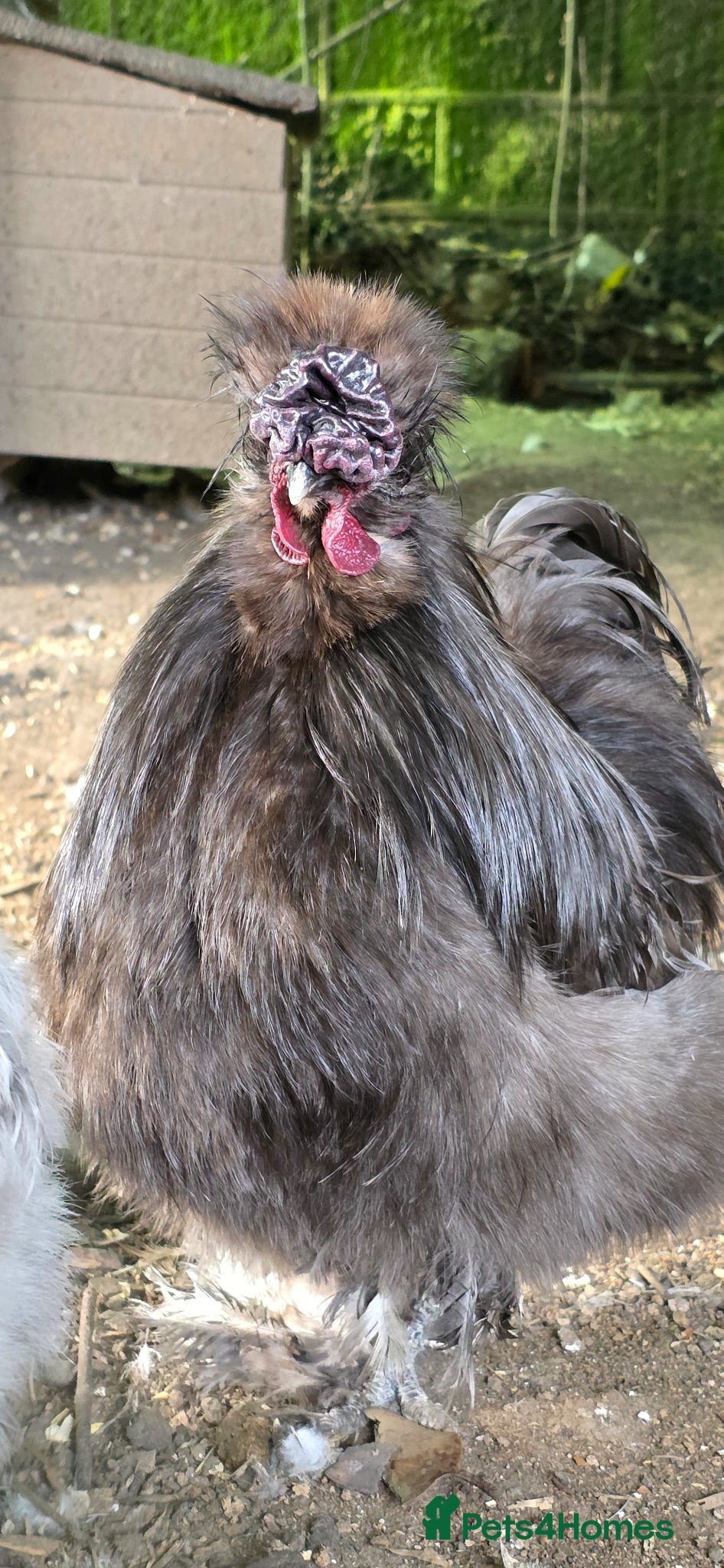 Chickens poultry WANTED USA SILKIE COCKEREL  - Advert 1