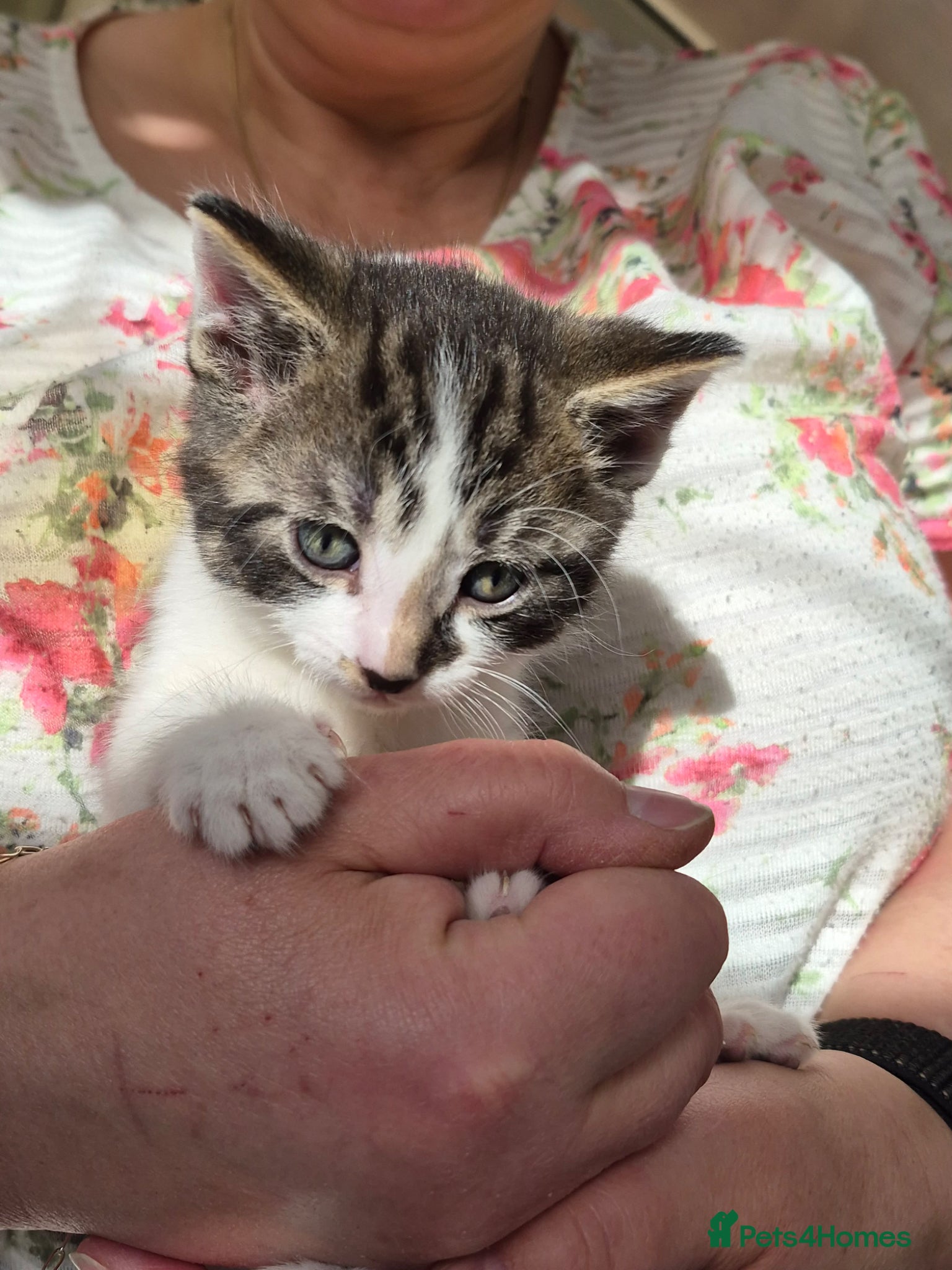 Mixed Breed cats 5 Beautiful kittens for sale - Advert 6