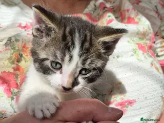 Mixed Breed cats 5 Beautiful kittens for sale - Advert 6