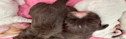 Cocker Spaniel dogs for sale: WCS Puppies from health tested KC Parents  - Advert 22