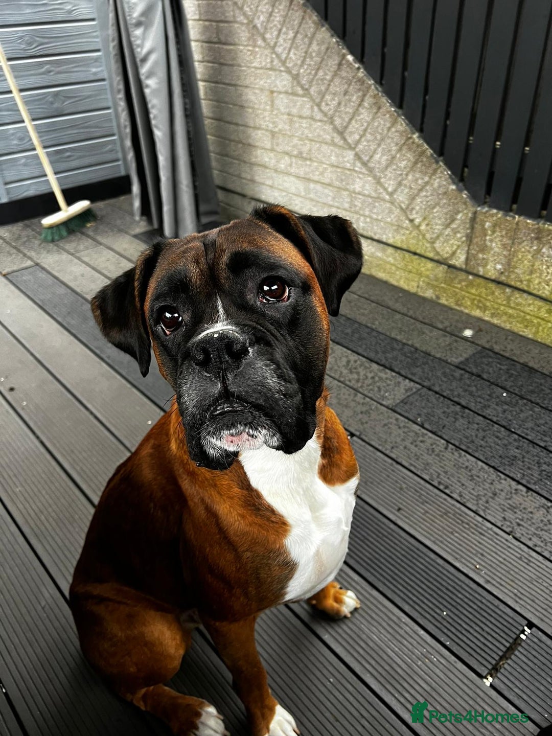 Boxer dogs for stud: Boxer for Stud in Grays - Image 4