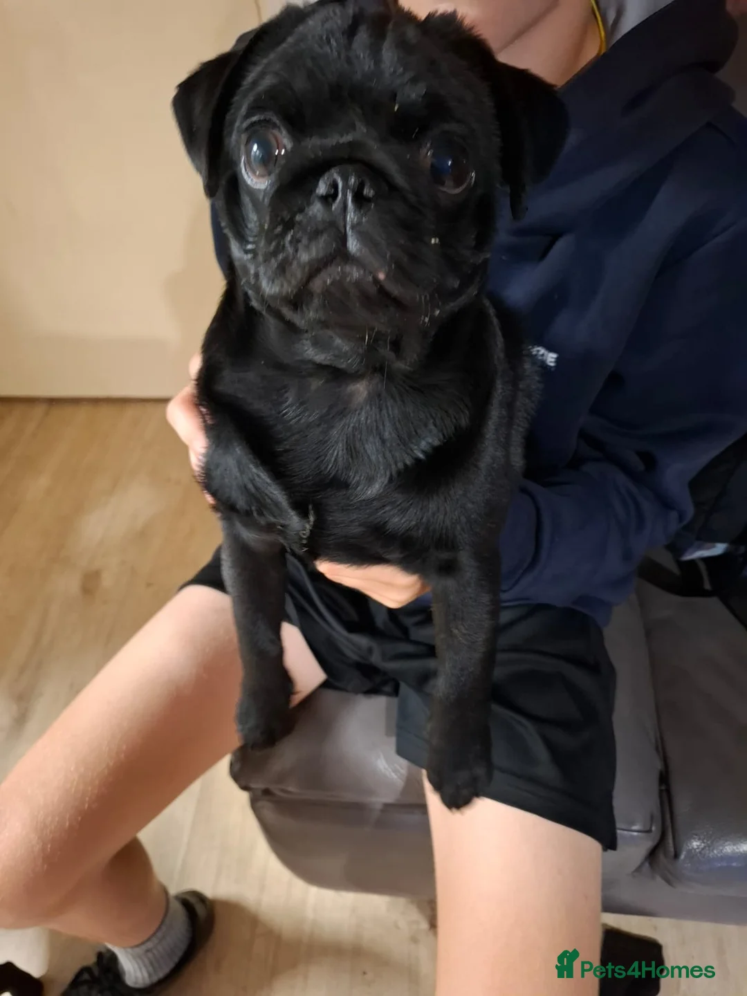 Pug dogs for sale: 10 Generation Pug kc registered male - Advert 9