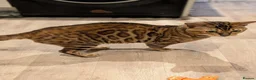 Bengal cats for sale: Retired Male Bengal Seeking Forever Home - Advert 18