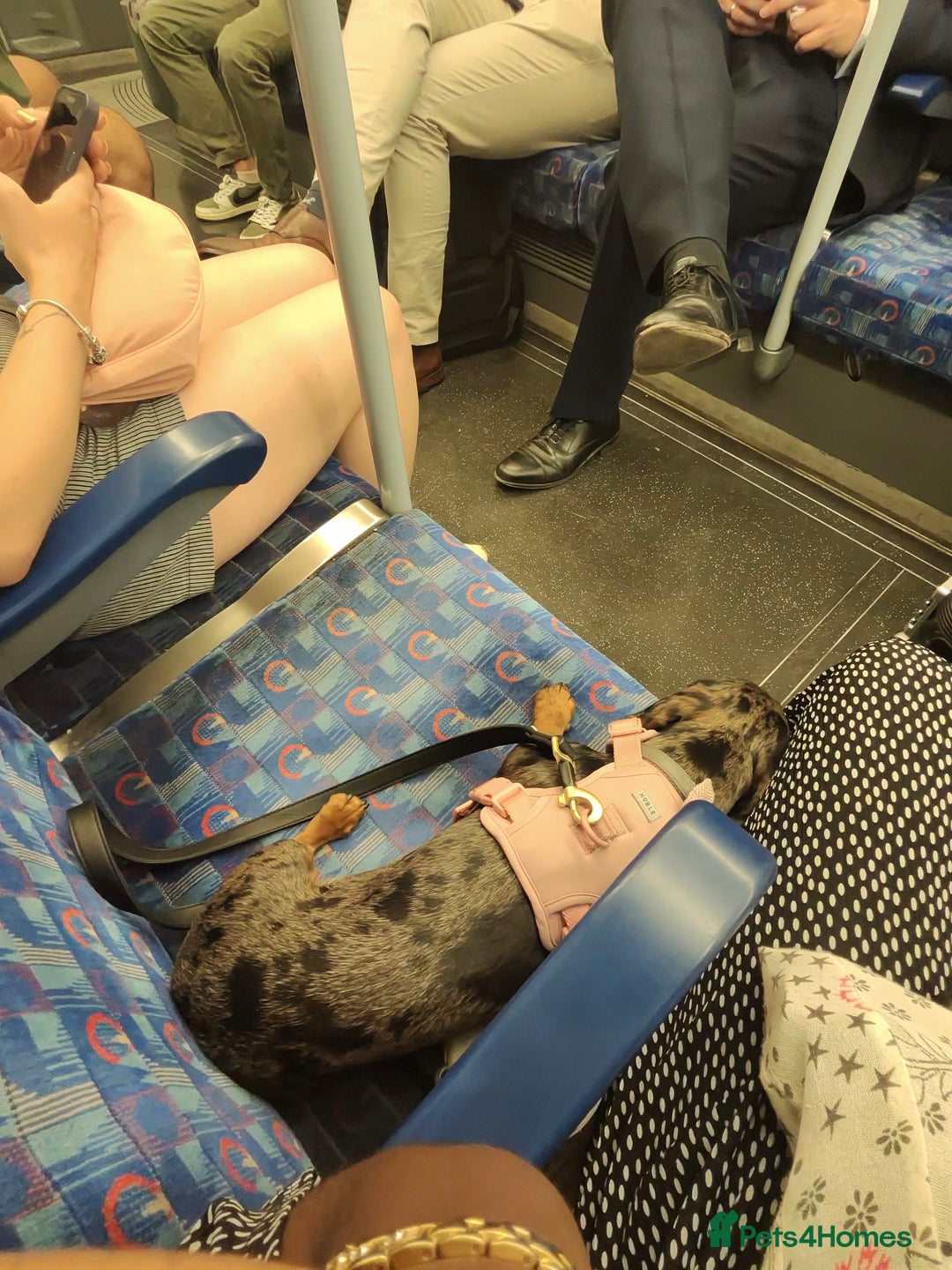 Miniature Dachshund dogs for sale: Loving Foster Home Wanted for My Loving Dachshund - Image 10