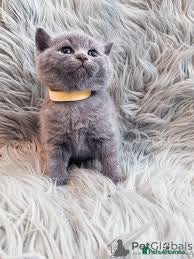 British Shorthair cats for sale: British Shorthair lovely kittens - Advert 3