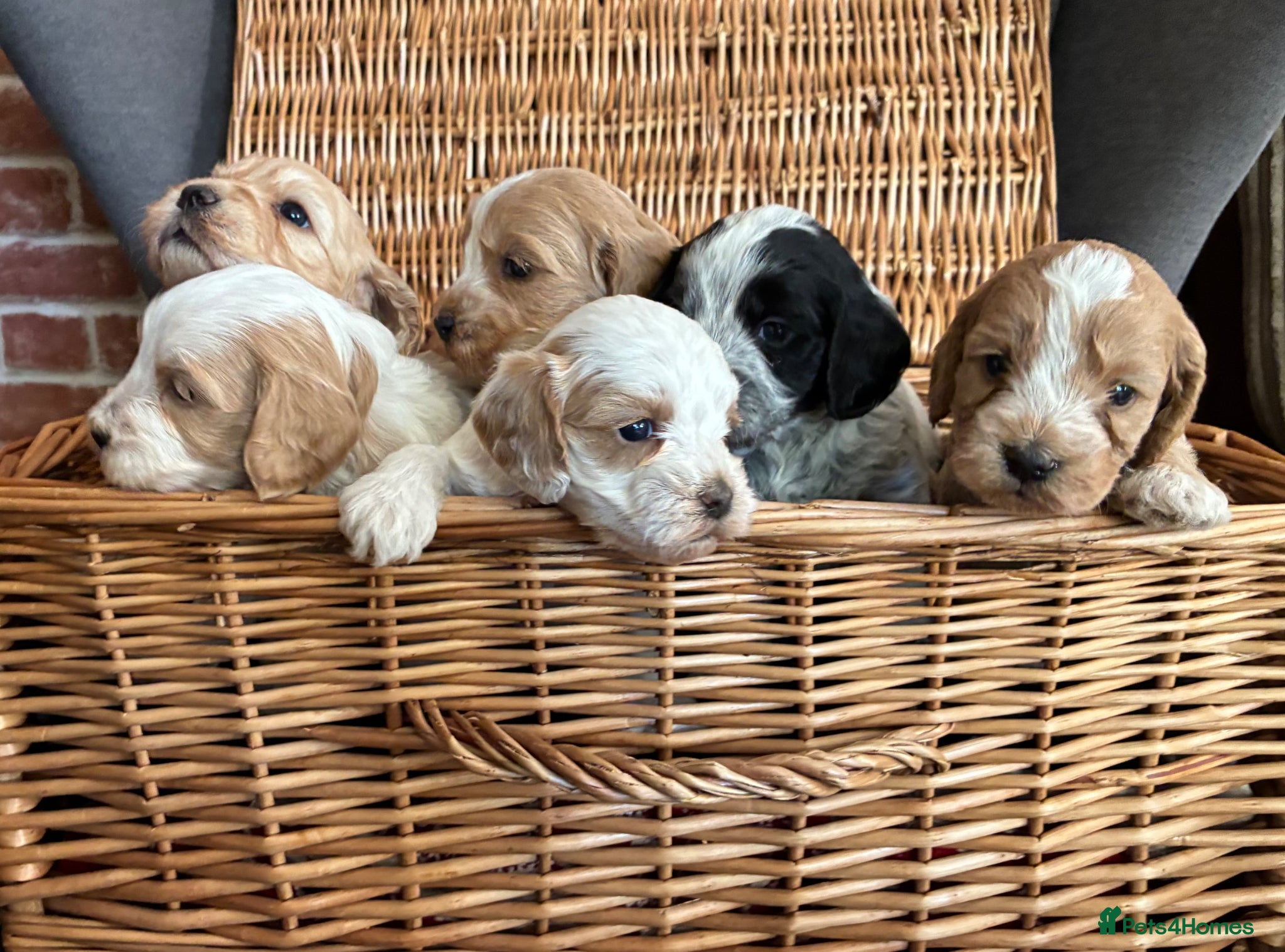 Cockapoo dogs Our beautiful cockerpoo babies  - Advert 16