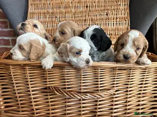 Cockapoo dogs Our beautiful cockerpoo babies - Advert 16