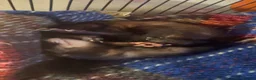 Ferret rodents for sale: evie the ferret  - Advert 2