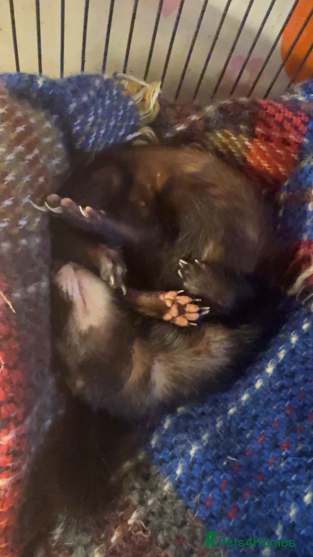 Ferret rodents for sale: evie the ferret  - Advert 2