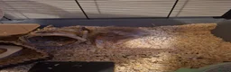 Hamster rodents for sale: 2 x male syrian hamsters approx 6 months old - Advert 9
