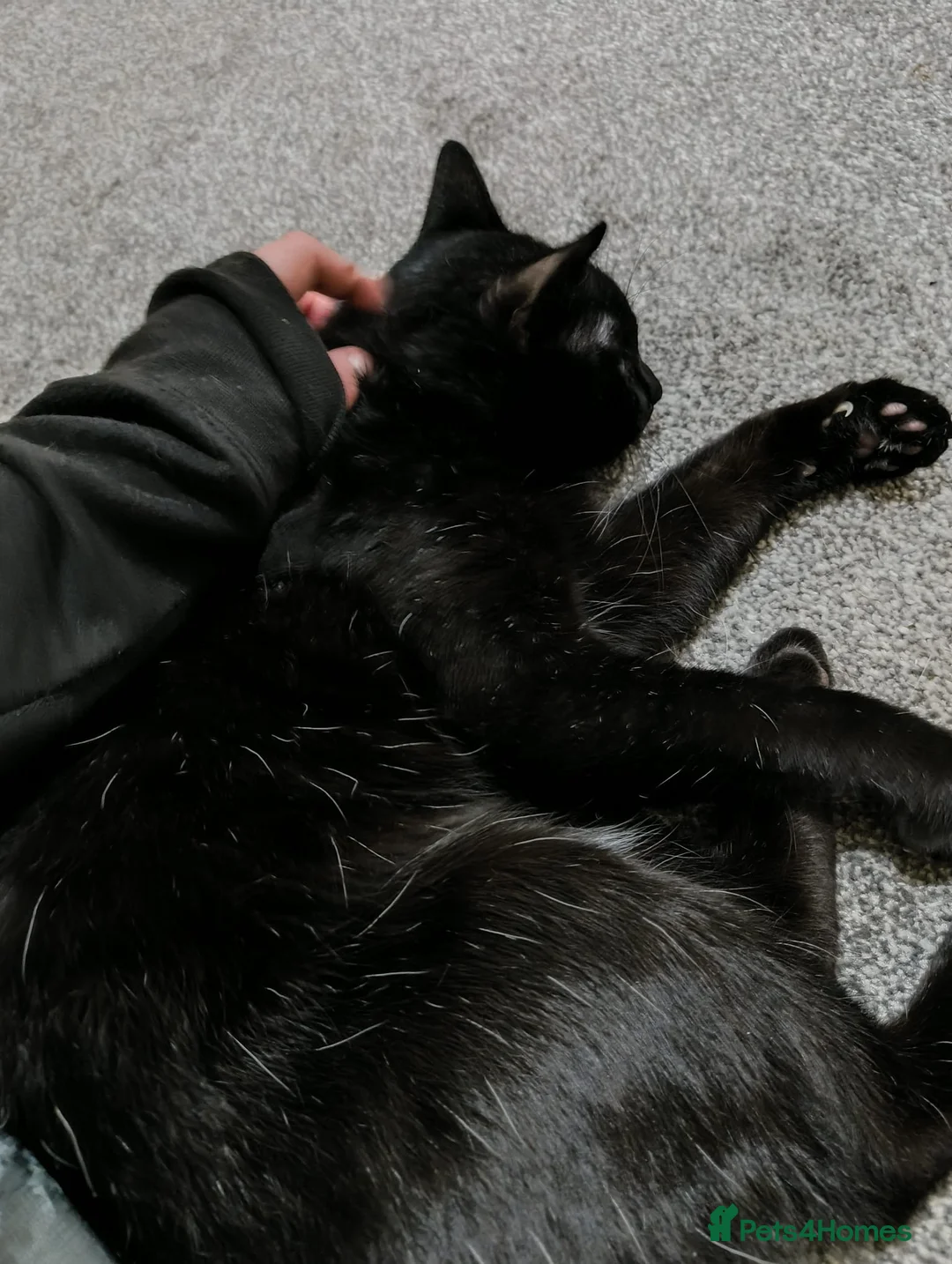 Mixed Breed cats for sale: Figaro - Advert 3