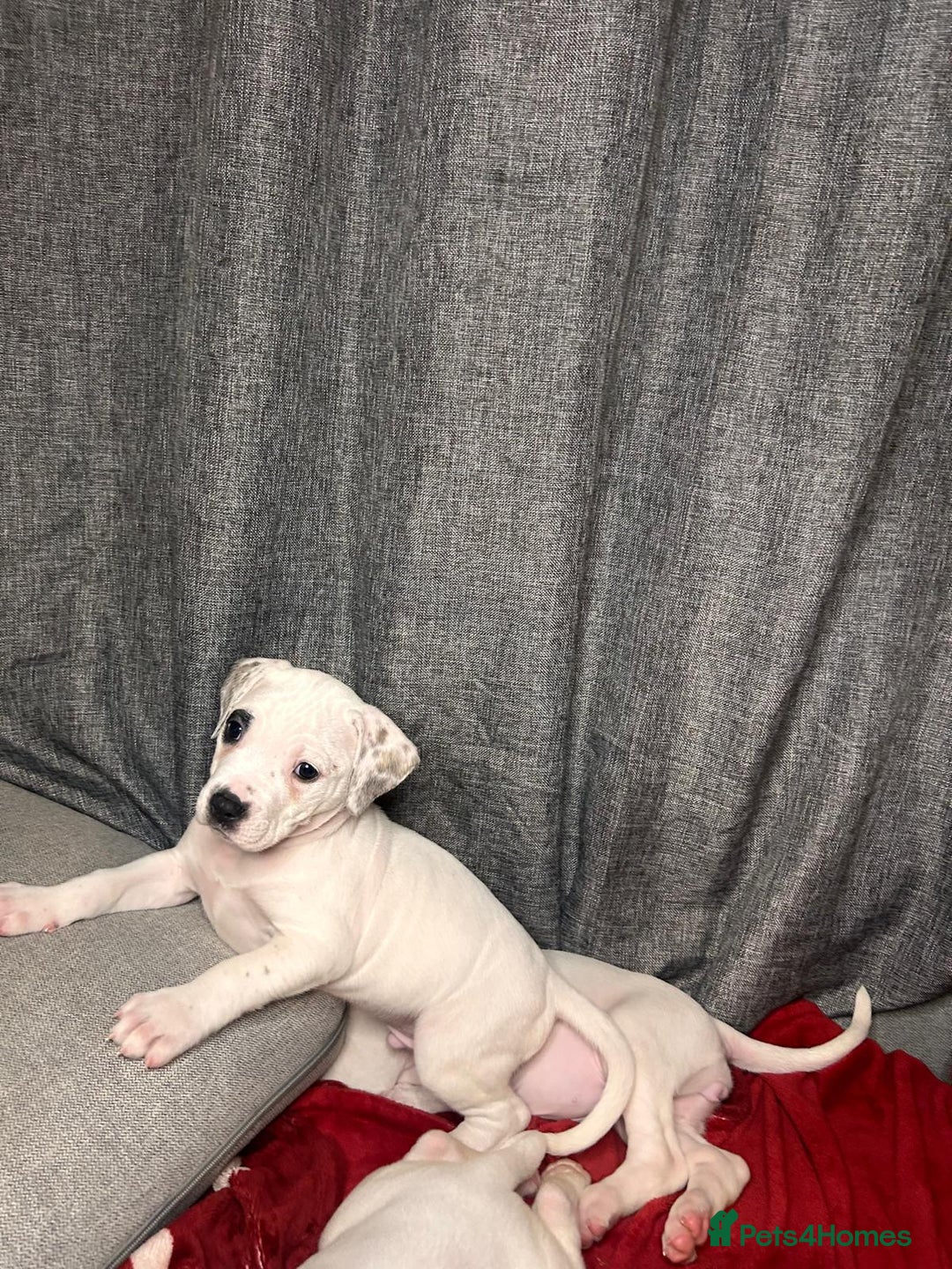 American Bulldog dogs for sale: American Bulldog - Image 6
