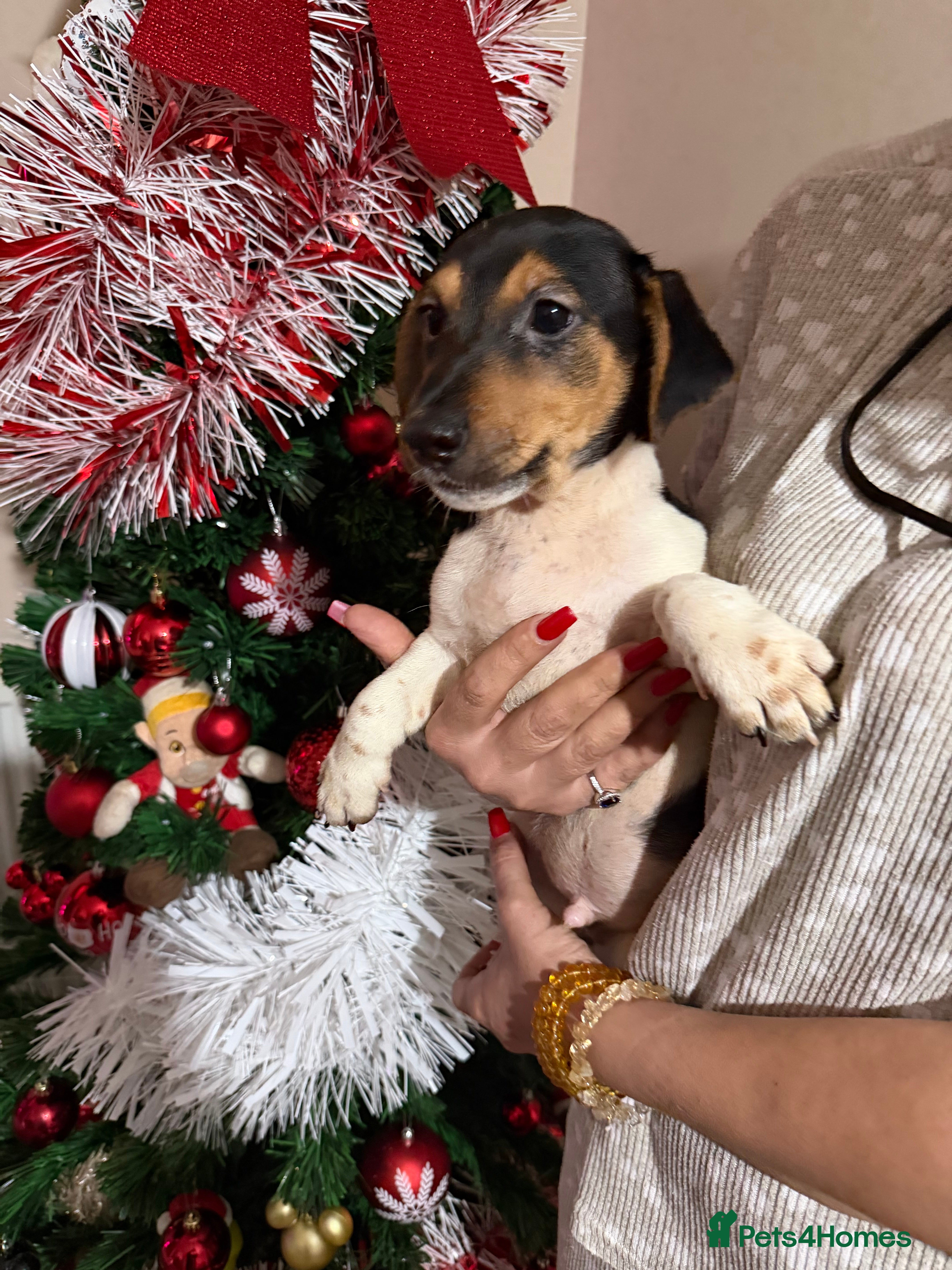 Jack Russell dogs LAST 2 Jack Russell Puppies READY TO GO - Advert 8