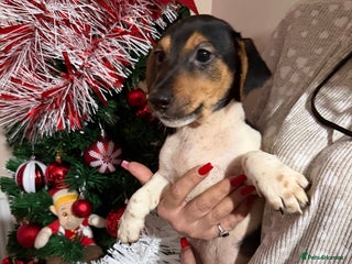 Jack Russell dogs LAST 2 Jack Russell Puppies READY TO GO - Advert 4