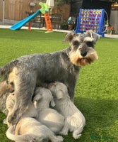 Miniature Schnauzer dogs - Advert 10