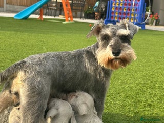 Miniature Schnauzer dogs - Advert 1