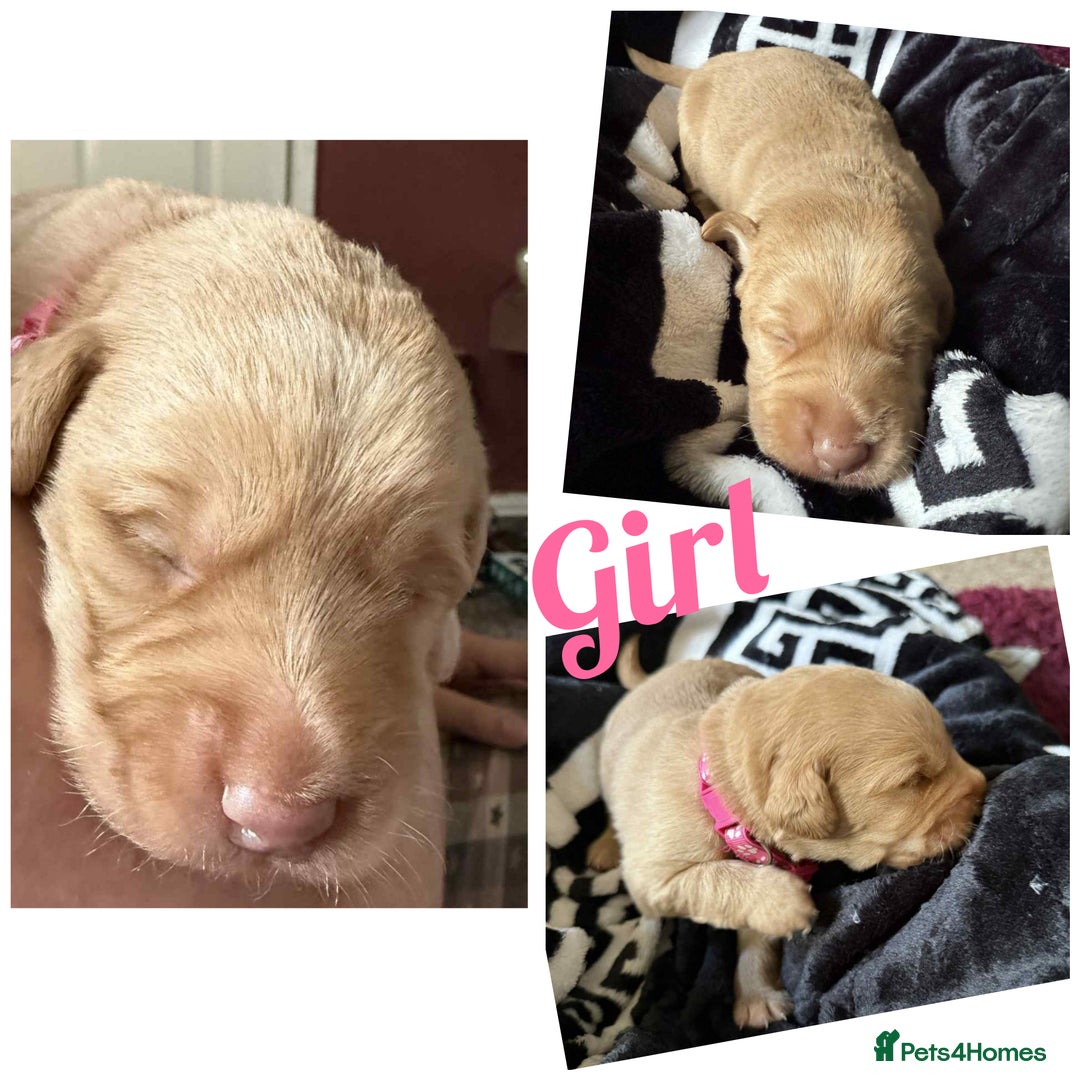 Labradoodle dogs for sale: Labradoodle puppies  - Image 8