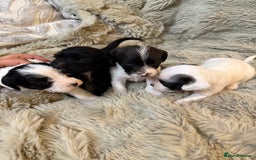 Jackapoo dogs for sale: Jackapoo - Advert 5