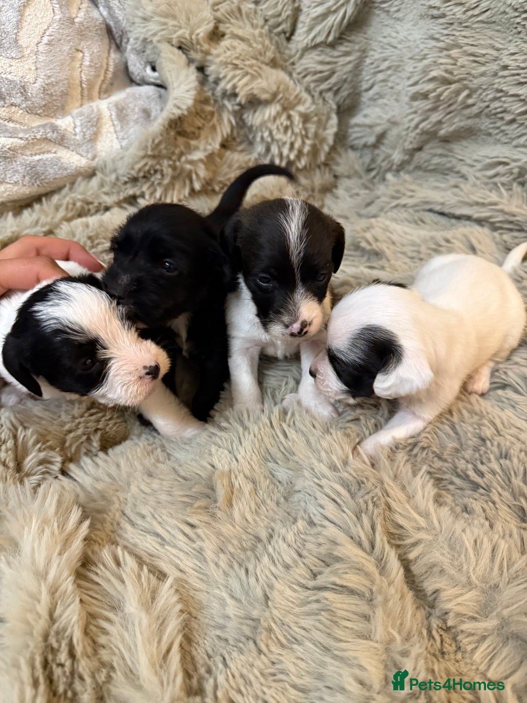 Jackapoo dogs for sale: Jackapoo - Advert 5