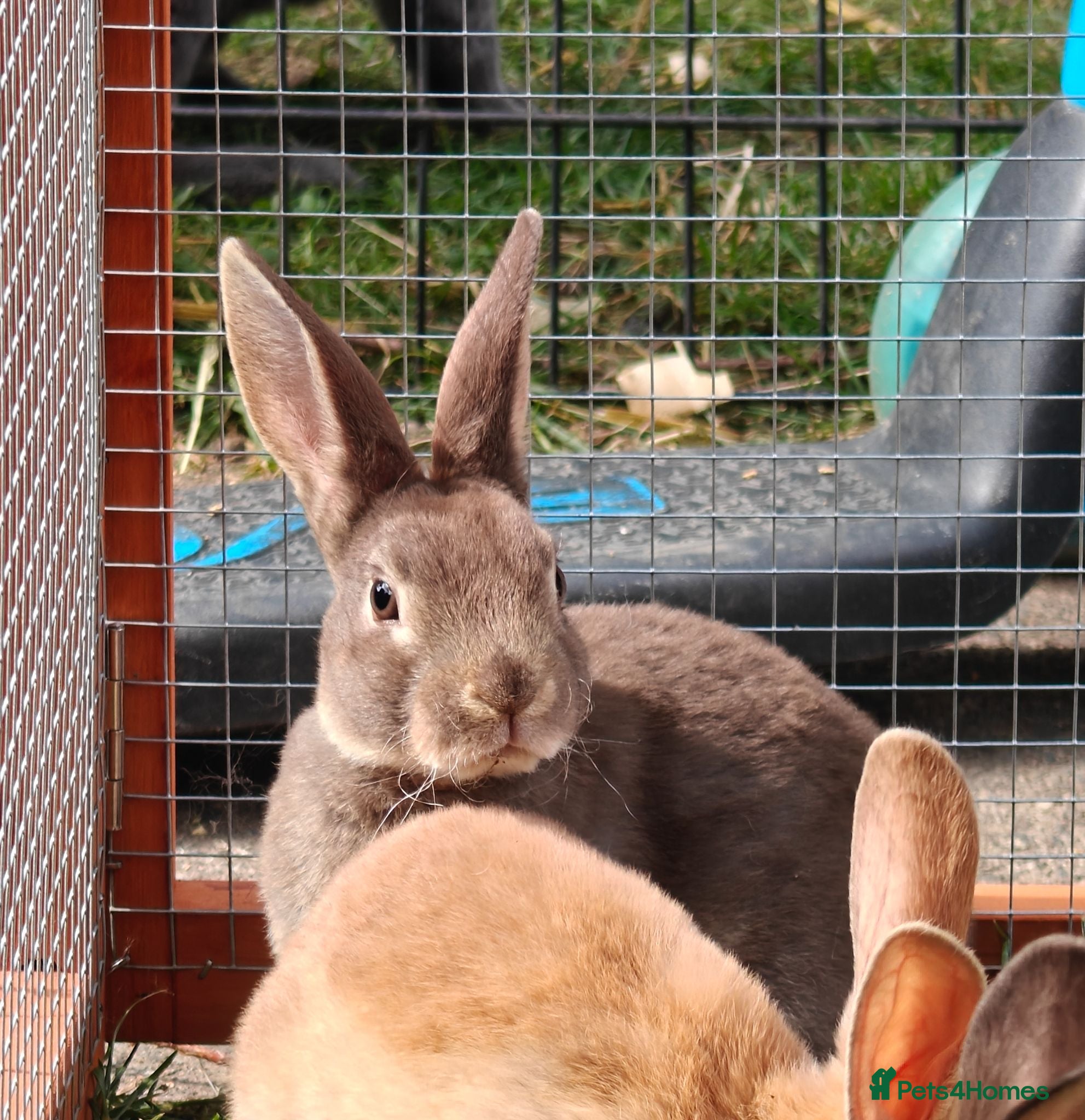 Rex rabbits Mini Rex Rabbits  - Advert 7