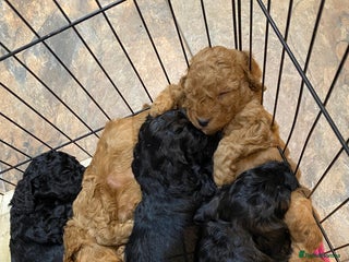 Cockapoo dogs Cockapoo Puppies - Advert 15