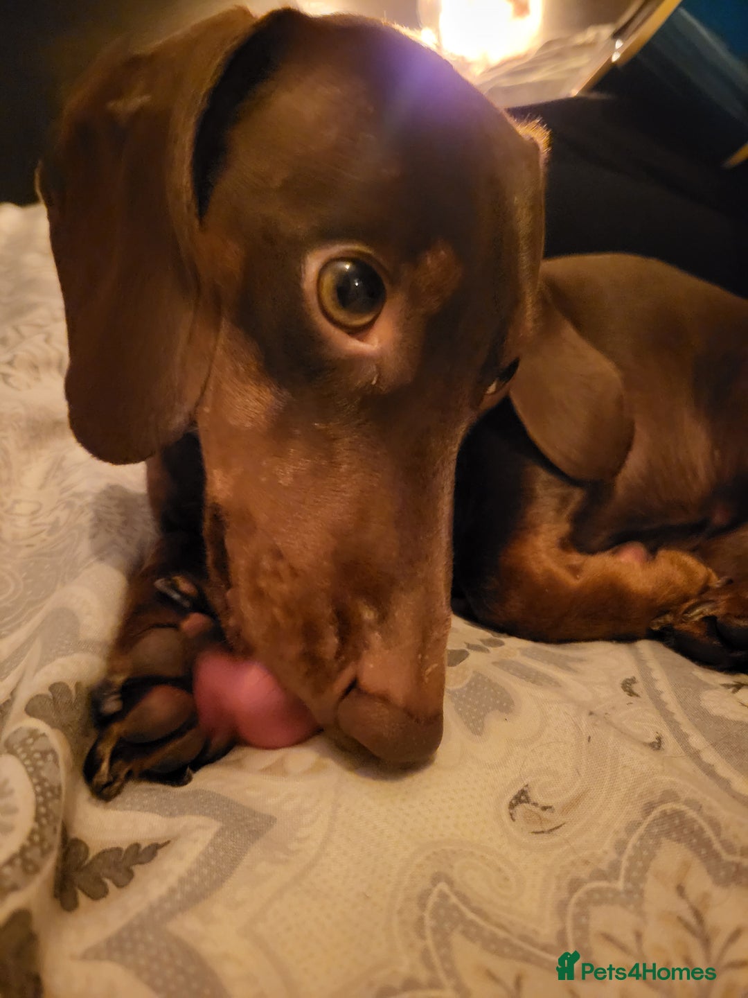 Miniature Dachshund dogs for stud: Miniature Dachshund STUD dog  - Advert 9