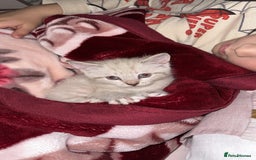 Mixed Breed cats for sale: 2 kittens  - Image 1