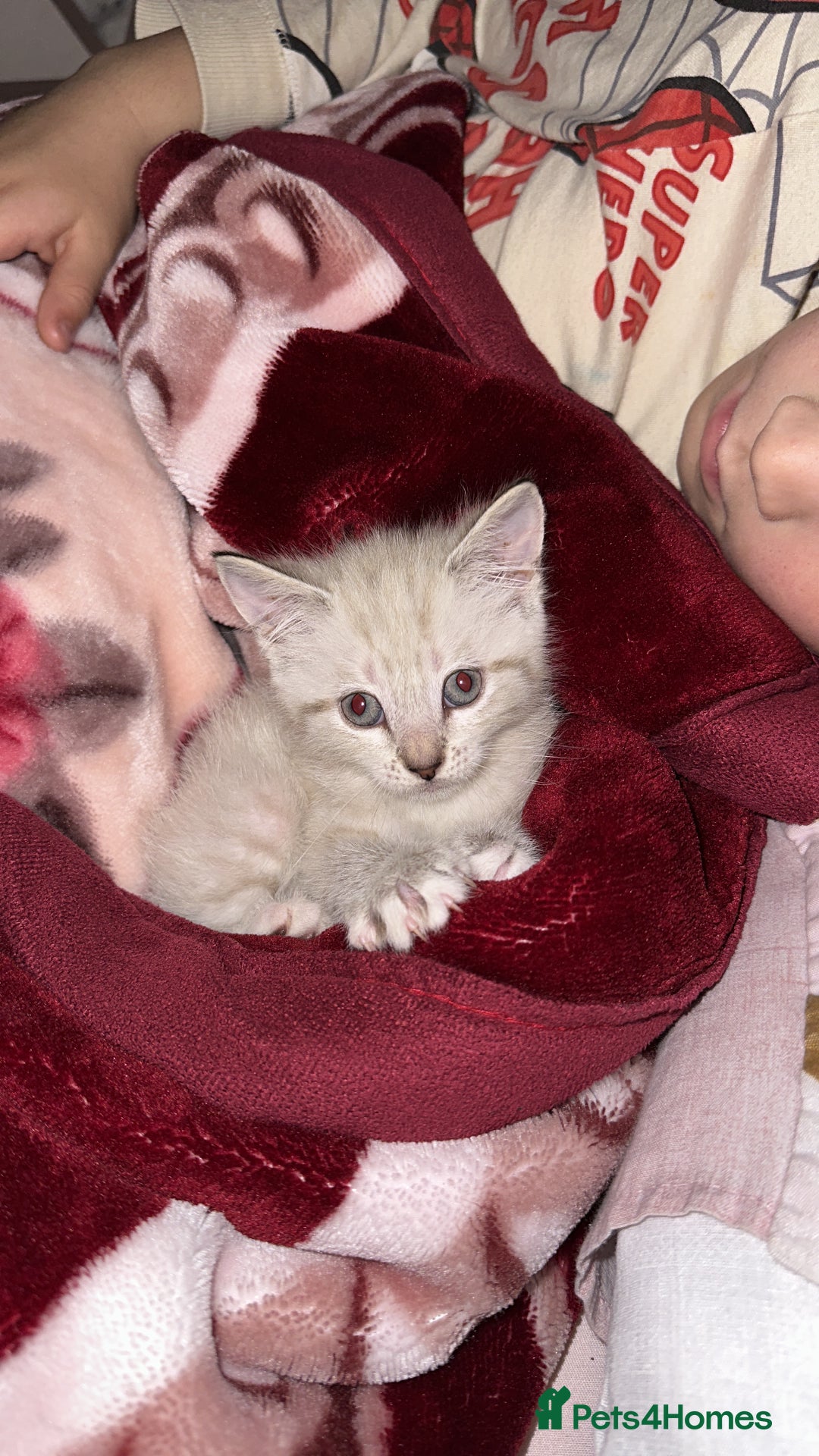 Mixed Breed cats for sale: 2 kittens  - Image 1