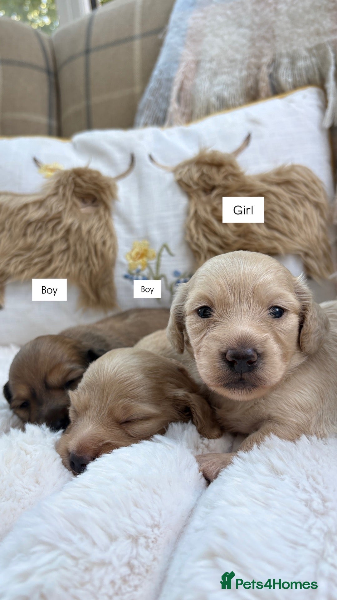 Miniature Dachshund dogs KC CREAM MINIATURE DACHSHUNDS🤍🐾 - Advert 2