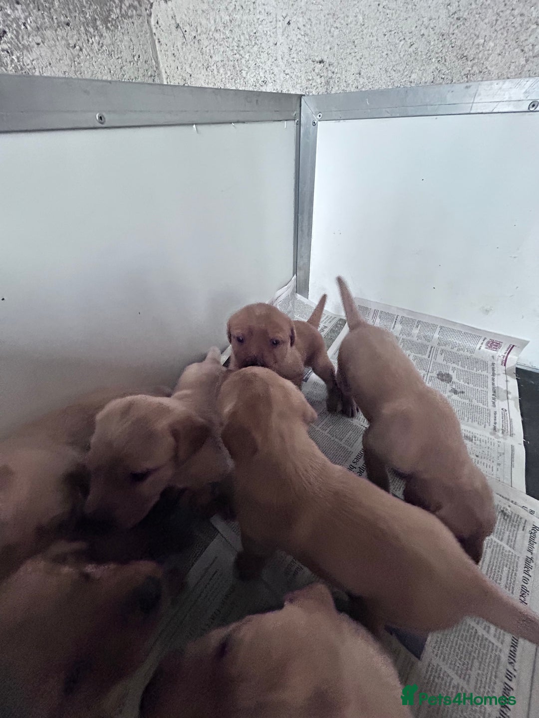 Labrador Retriever dogs for sale: Kc fox red Labradors - Image 3