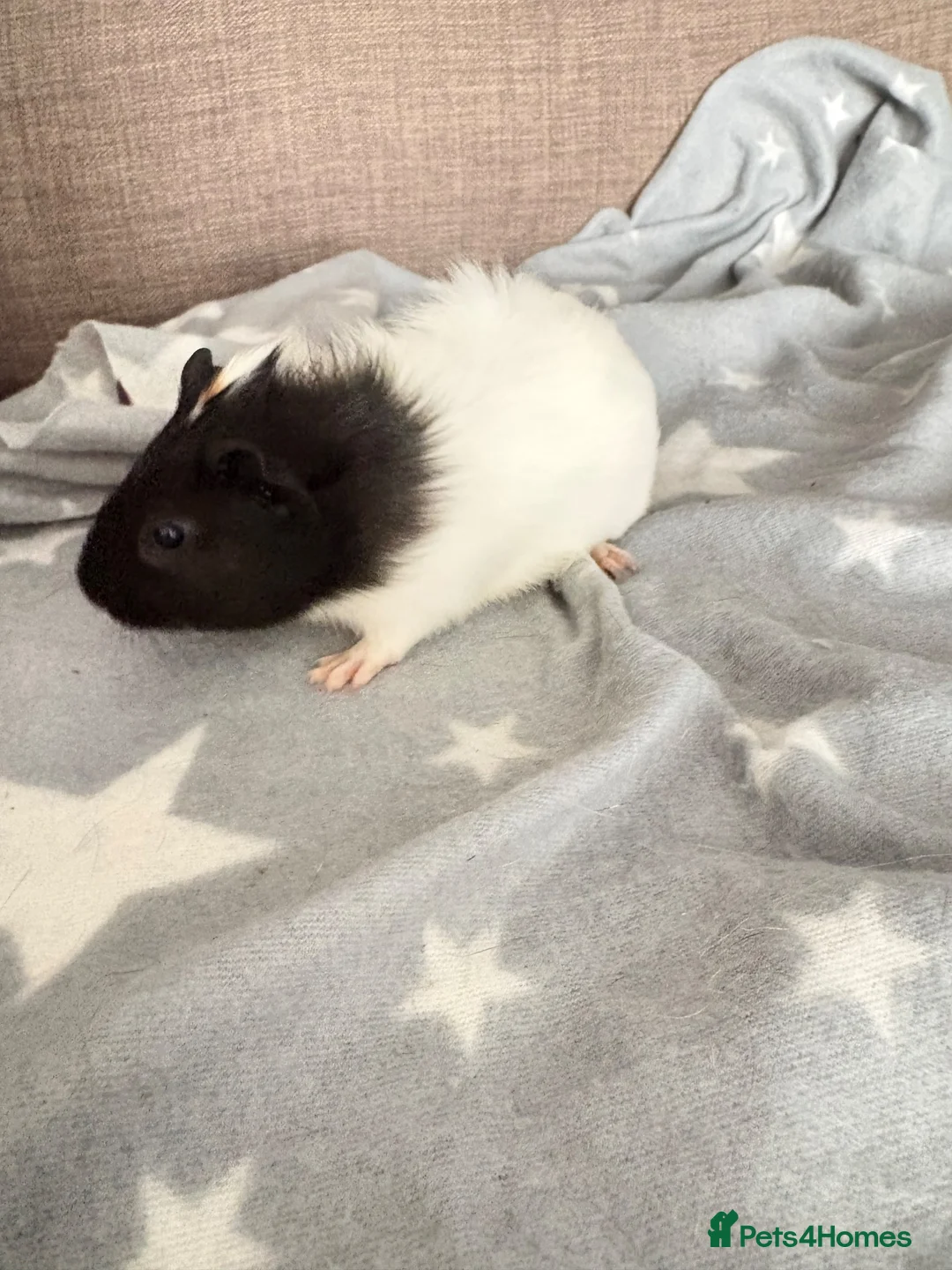 Guinea Pig rodents for sale: 4 baby boy guinea pigs - Advert 7