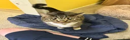Mixed Breed cats for sale: Bruno gorgeous boy  in Middlesbrough - Advert 2