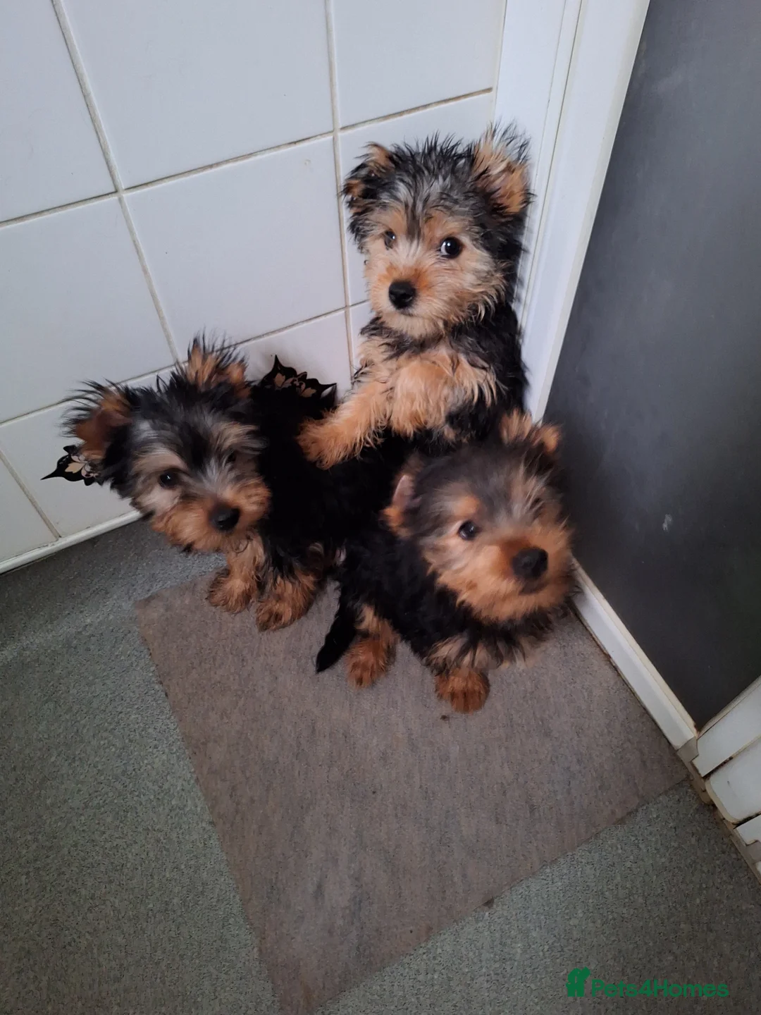 Yorkshire Terrier dogs for sale: Yorkshire Terriers  - Advert 2