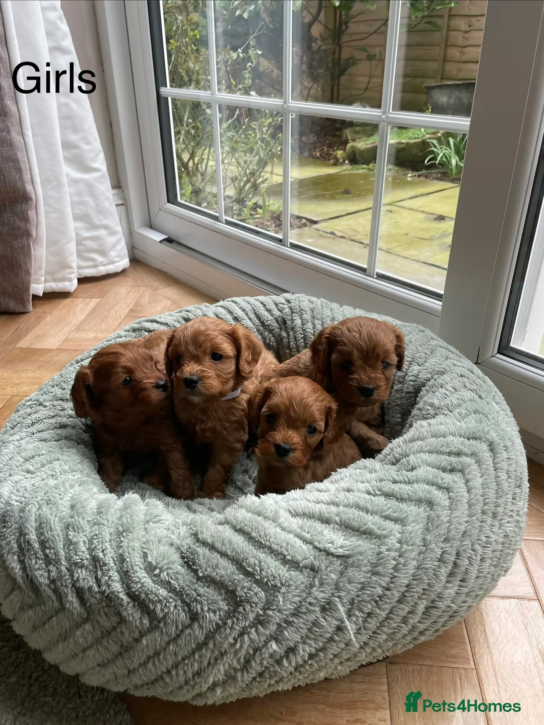 Cavapoo dogs for sale: F1 Toy Cavapoo puppies  - Advert 14