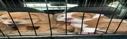 Olde English Bulldogge dogs for sale: Olde English bulldog 5 gen of health genetic clear - Advert 13