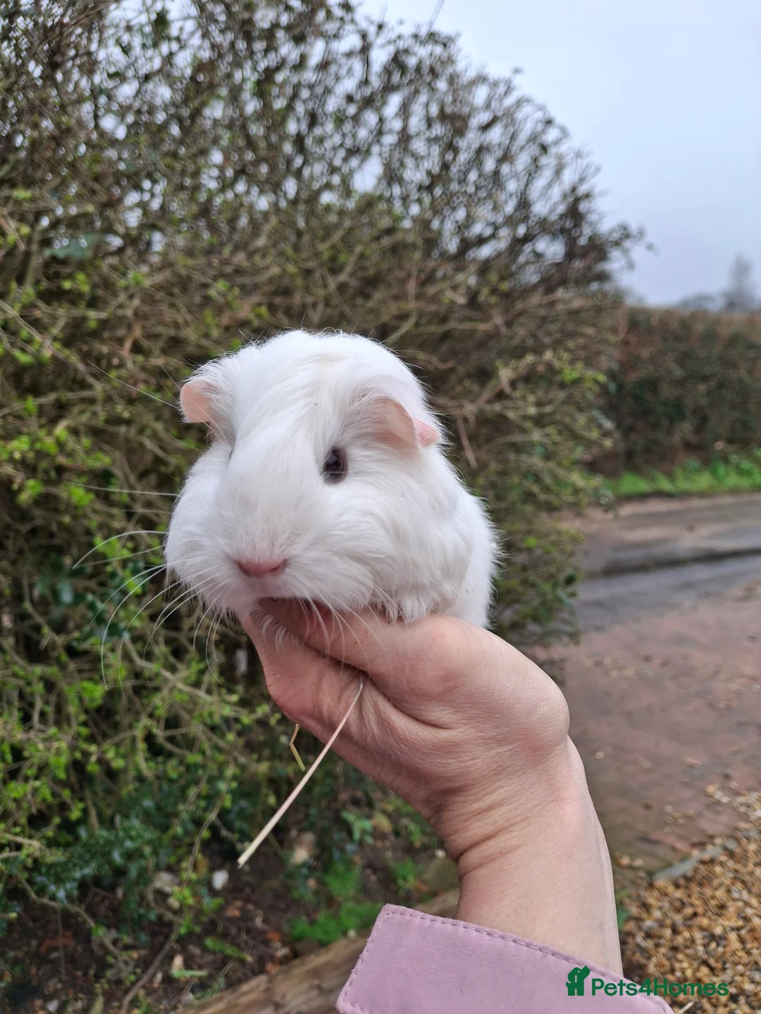 Guinea Pig rodents for sale: Guinea pig male * still available  3/4/26 * - Advert 2