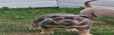 American Bully 2❤️
