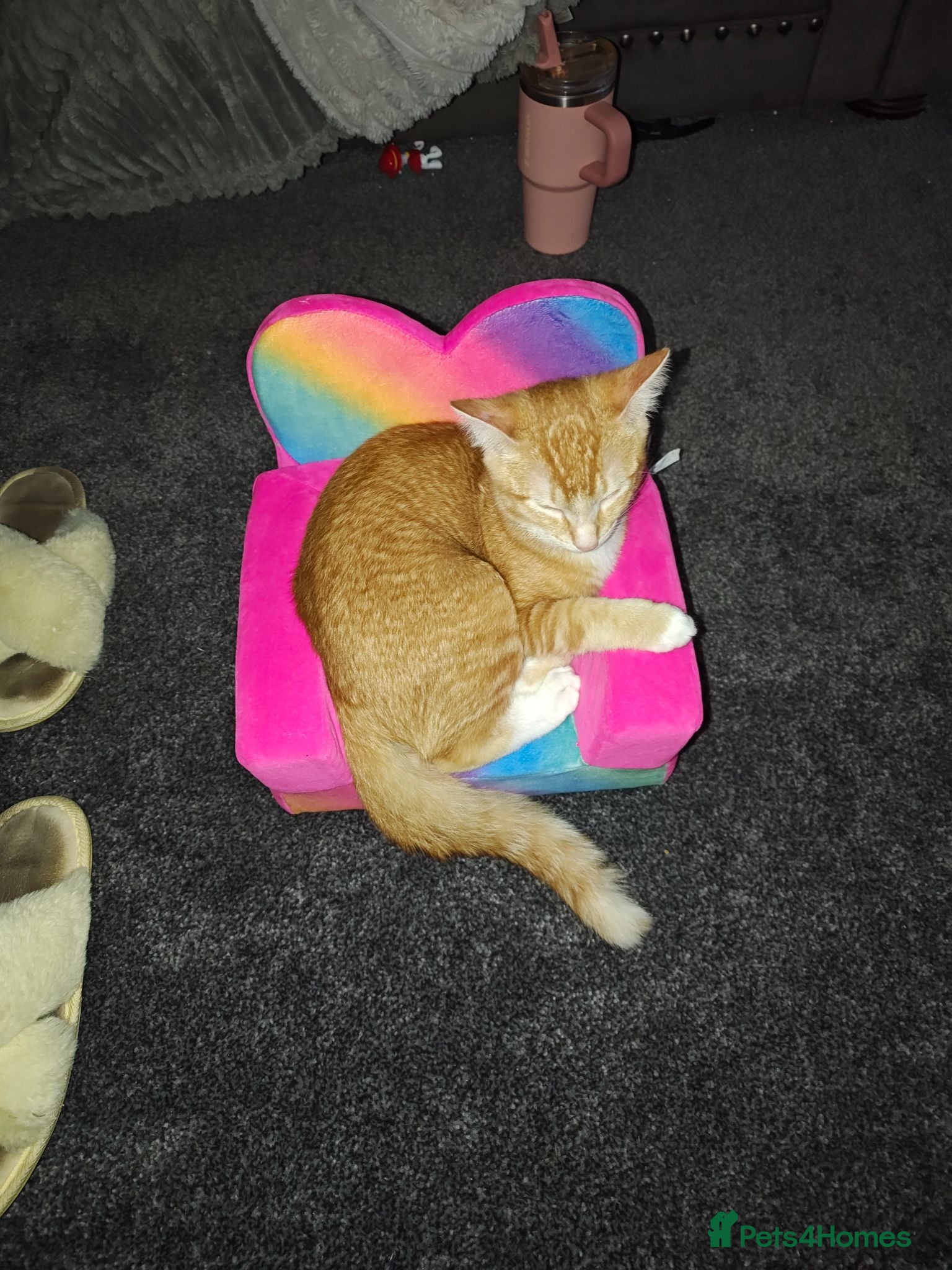 Mixed Breed cats Ginger kitten  - Advert 2