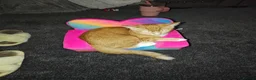 Mixed Breed cats for sale: Ginger kitten  in Sunderland - Advert 1